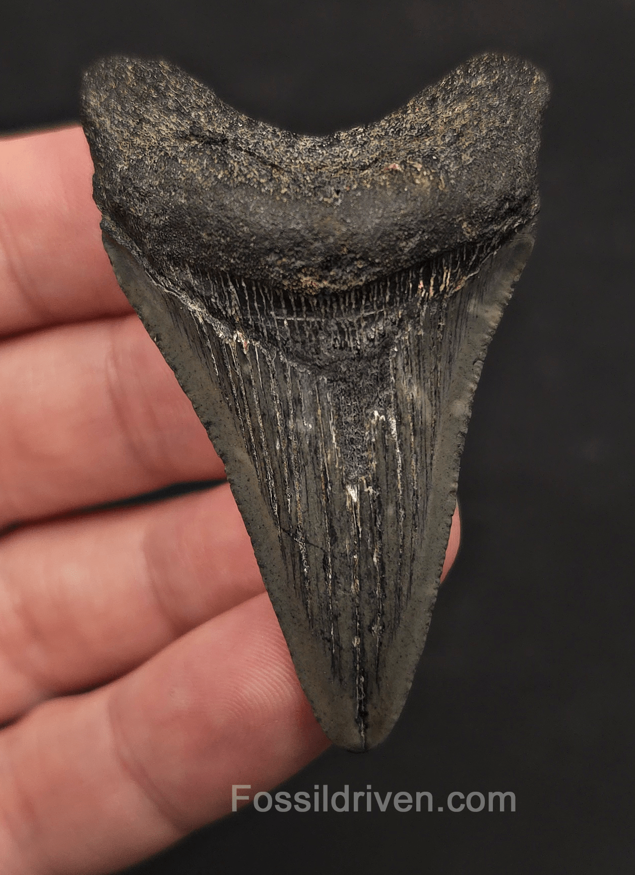 2.48" Fossil Megalodon Tooth - Charleston, South Carolina | Fossil Driven - Fossil Driven