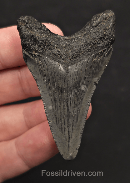 2.48" Fossil Megalodon Tooth - Charleston, South Carolina | Fossil Driven - Fossil Driven