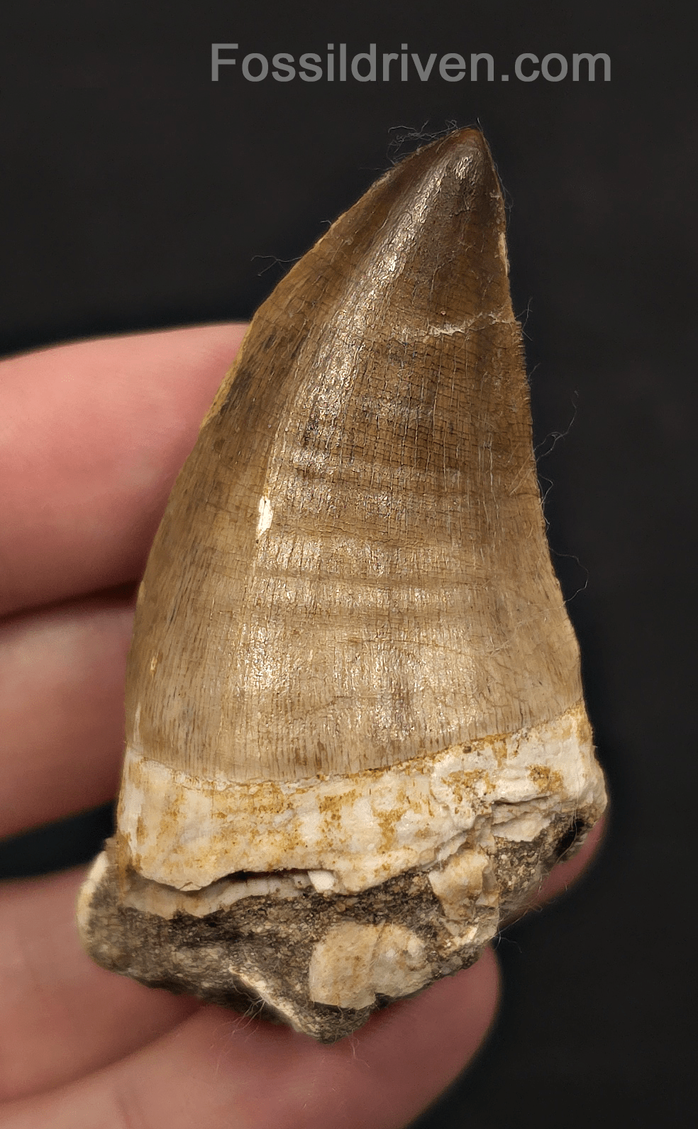 2.48" Fossil Mosasaur Tooth - Morocco - Fossil Driven
