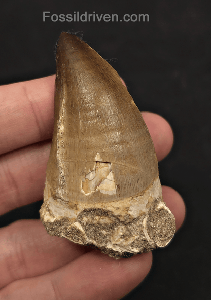 2.48" Fossil Mosasaur Tooth - Morocco - Fossil Driven