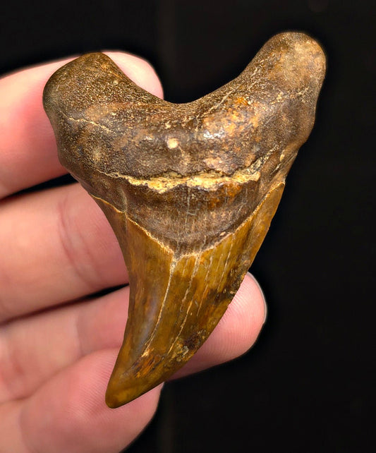 2.48" Fossil Parotodus Benedeni Tooth – Banten, Indonesia - Fossil Driven