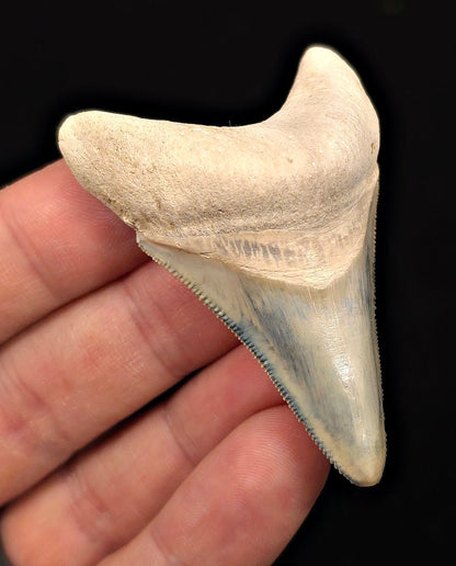 2.49" Light Blue Fossil Megalodon Tooth - Bone Valley, Florida - Fossil Driven