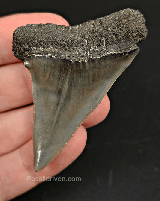 2.50 Fossil Hastalis Mako Shark Tooth – Beaufort, South Carolina | Fossil Driven - Fossil Driven