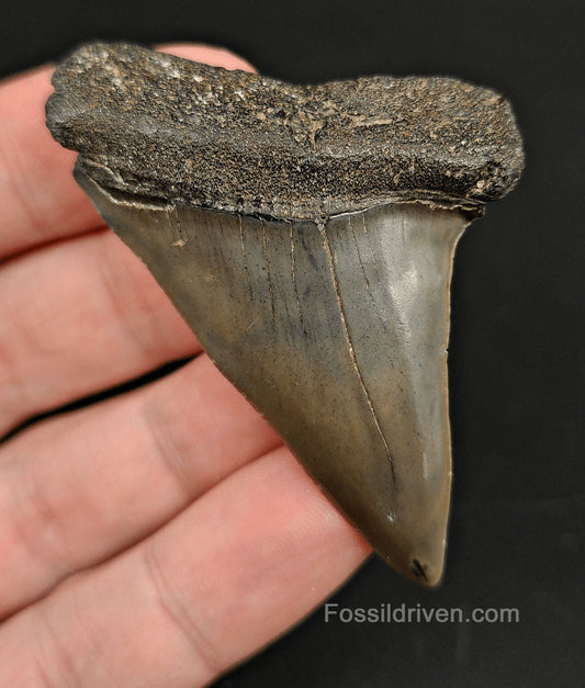 2.50 Fossil Hastalis Mako Shark Tooth – Beaufort, South Carolina | Fossil Driven - Fossil Driven