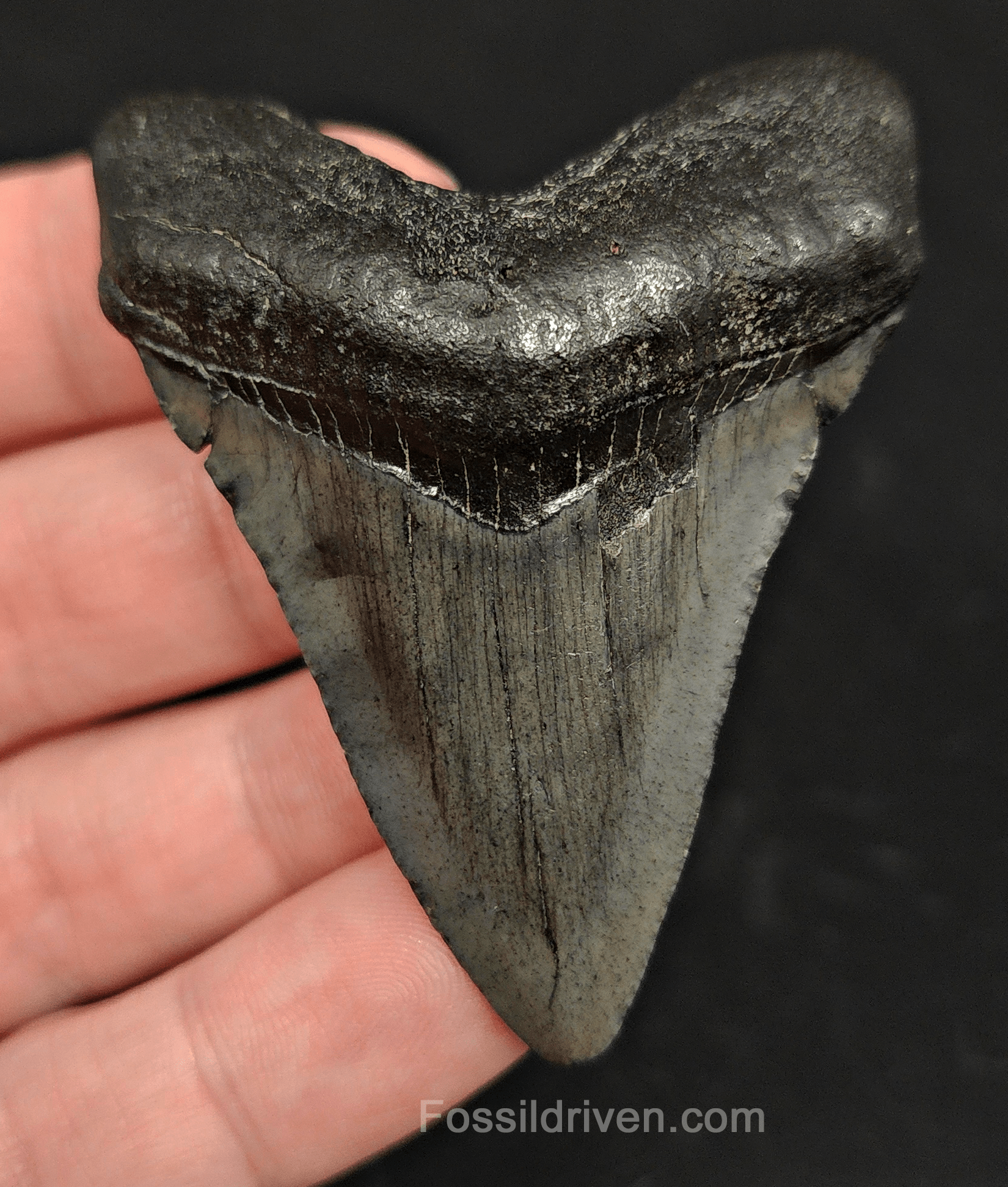 2.50" South Carolina Megalodon Tooth - Solid Specimen - Authentic Fossil Shark Tooth - Fossil Driven