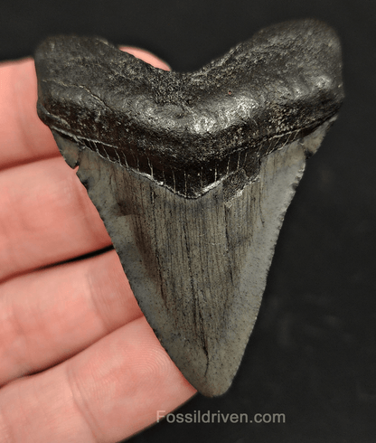 2.50" South Carolina Megalodon Tooth - Solid Specimen - Authentic Fossil Shark Tooth - Fossil Driven