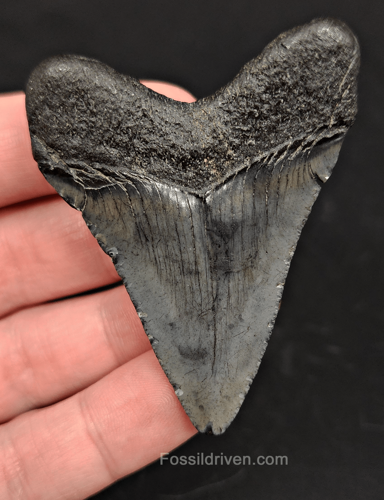 2.50" South Carolina Megalodon Tooth - Solid Specimen - Authentic Fossil Shark Tooth - Fossil Driven