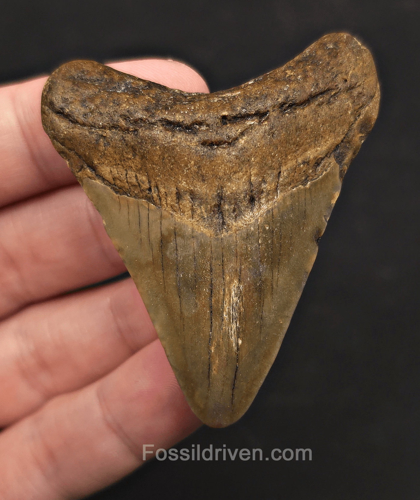 2.51" Fossil Megalodon Tooth - Meg Ledge, North Carolina | Fossil Driven - Fossil Driven