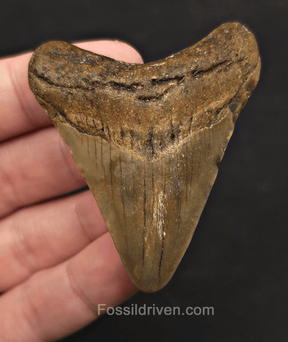 2.51" Fossil Megalodon Tooth - Meg Ledge, North Carolina | Fossil Driven - Fossil Driven