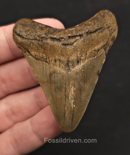 2.51" Fossil Megalodon Tooth - Meg Ledge, North Carolina | Fossil Driven - Fossil Driven