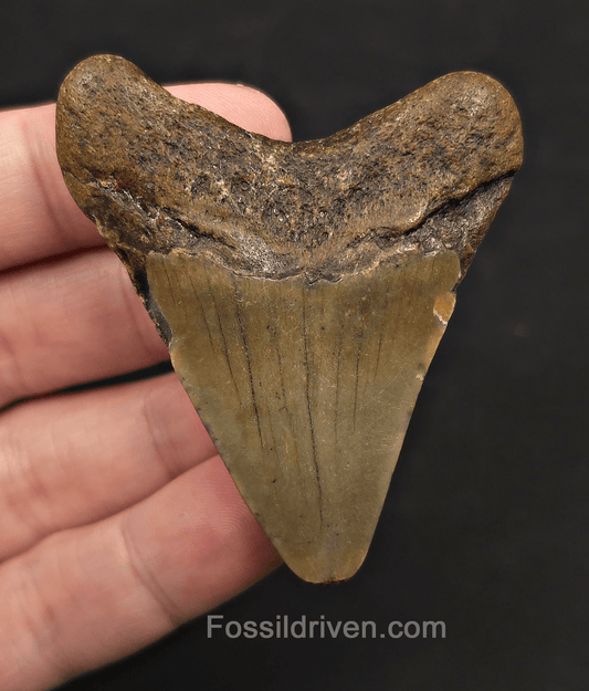 2.51" Fossil Megalodon Tooth - Meg Ledge, North Carolina | Fossil Driven - Fossil Driven