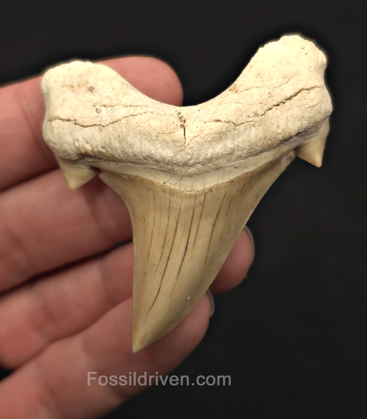 2.51" Fossil Otodus obliquus Tooth - Morocco | Fossil Driven - Fossil Driven