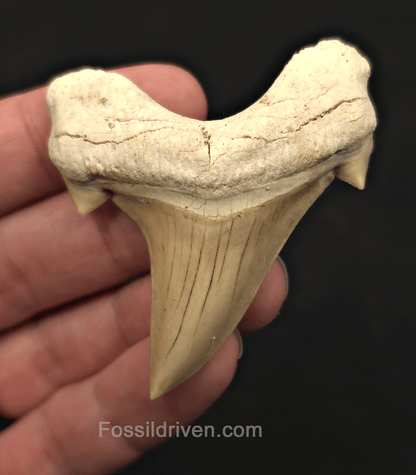 2.51" Fossil Otodus obliquus Tooth - Morocco | Fossil Driven - Fossil Driven