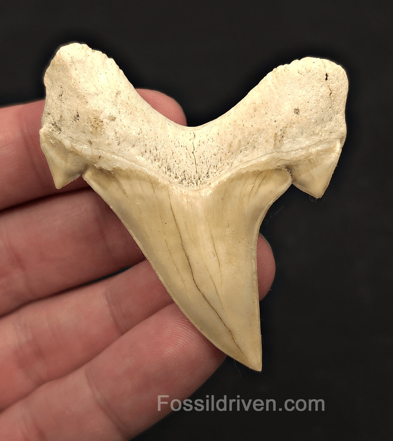 2.51" Fossil Otodus obliquus Tooth - Morocco | Fossil Driven - Fossil Driven