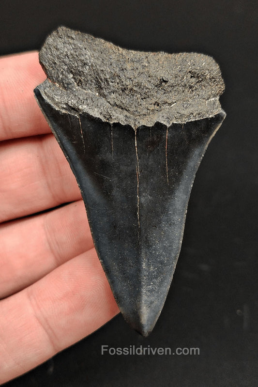 2.52 Fossil Hastalis Mako Shark Tooth – Beaufort, South Carolina | Fossil Driven - Fossil Driven