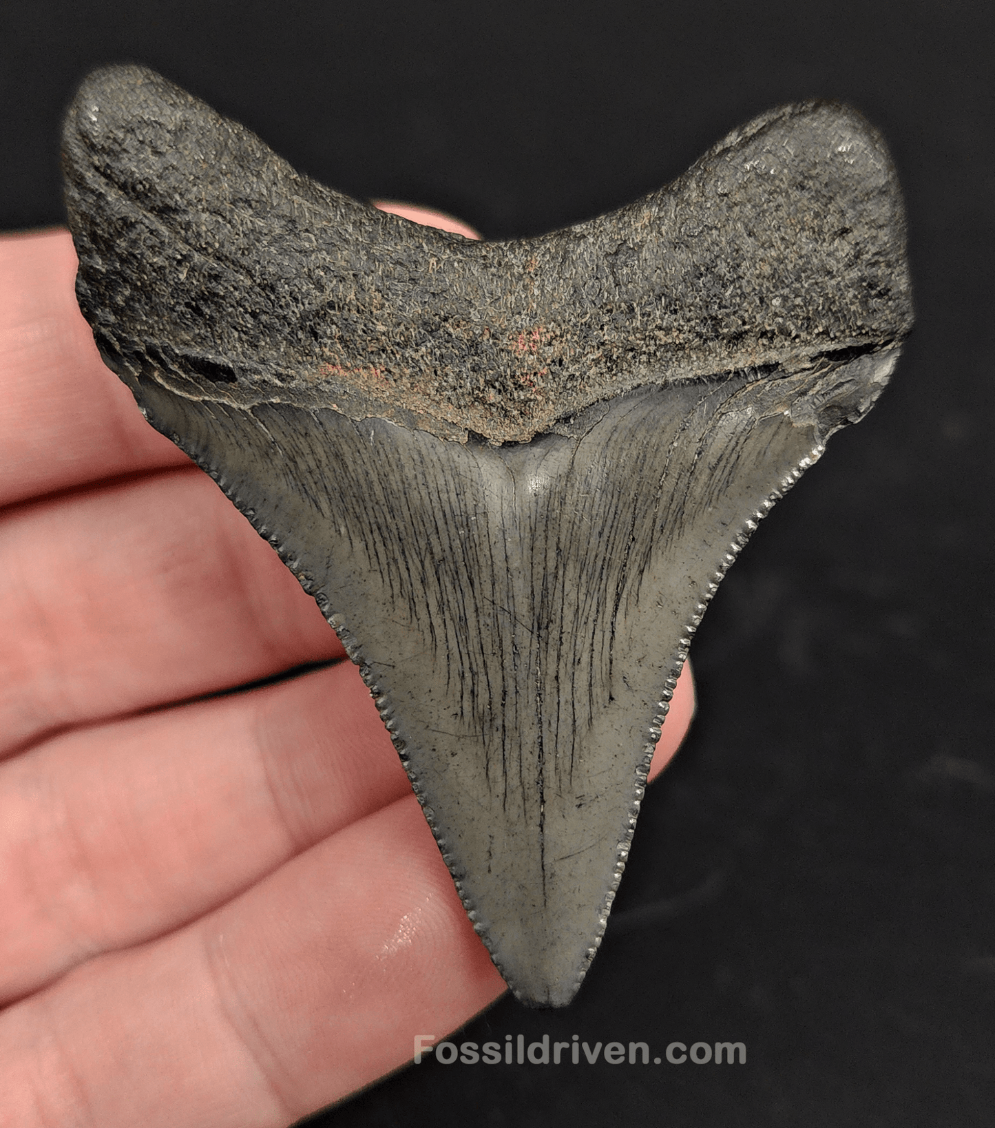 2.52" South Carolina Megalodon Tooth - Solid Specimen - Authentic Fossil Shark Tooth - Fossil Driven