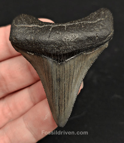 2.52" South Carolina Megalodon Tooth - Solid Specimen - Authentic Fossil Shark Tooth - Fossil Driven
