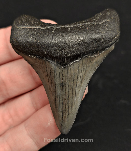 2.52" South Carolina Megalodon Tooth - Solid Specimen - Authentic Fossil Shark Tooth - Fossil Driven