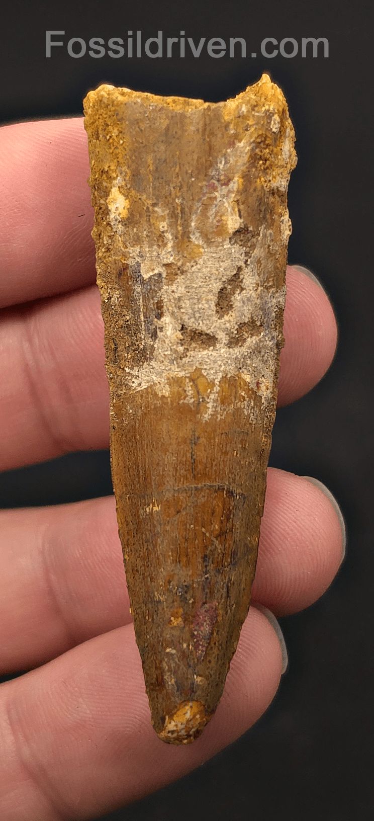 2.53" Fossil Spinosaurus Tooth - Real Dinosaur Tooth - Fossil Driven