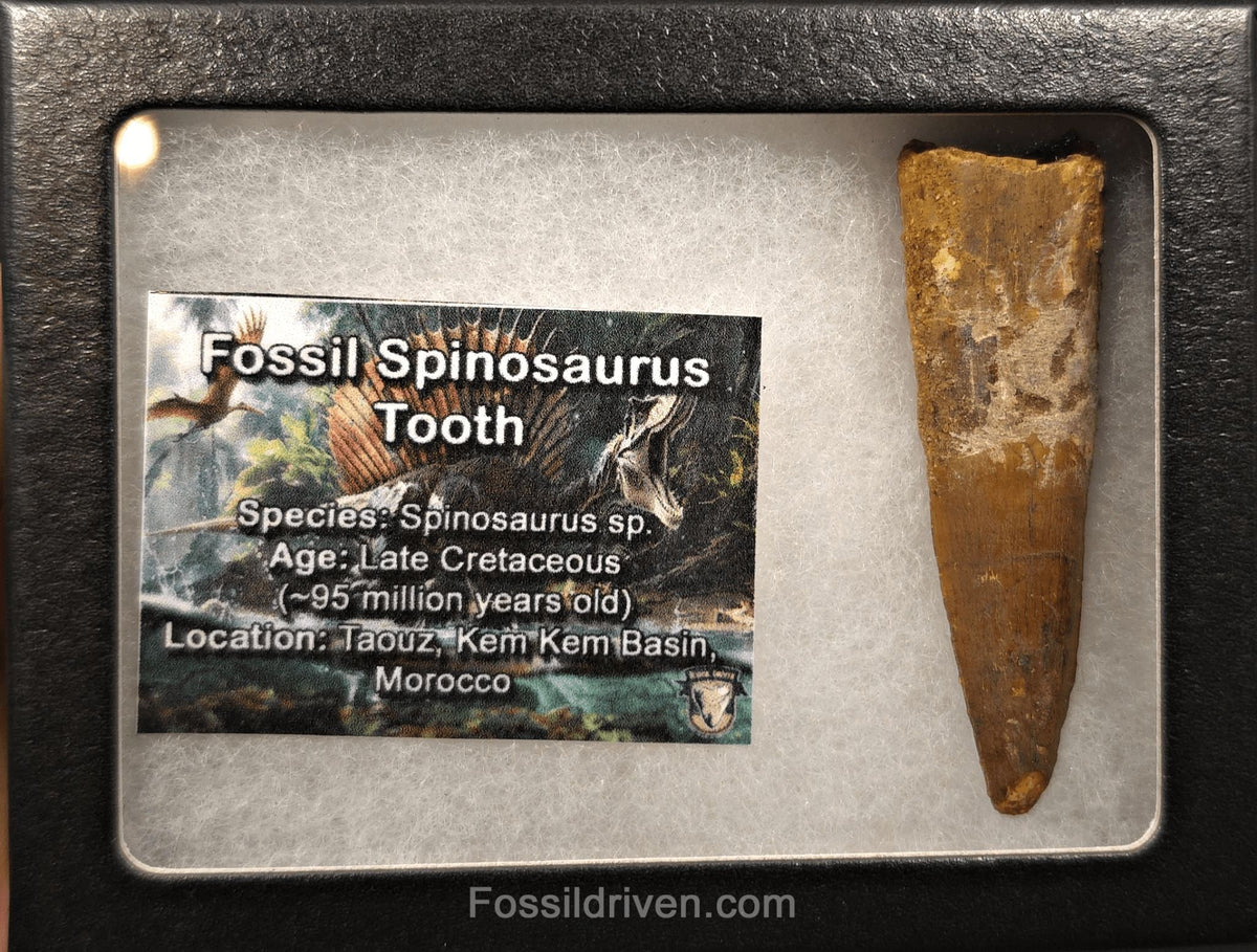 2.53" Fossil Spinosaurus Tooth - Real Dinosaur Tooth - Fossil Driven