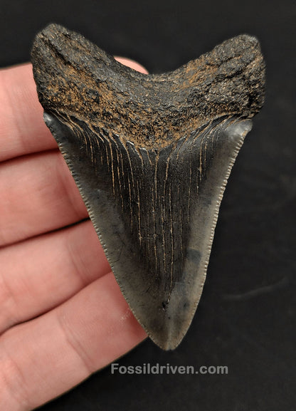 2.53" South Carolina Megalodon Tooth - Solid Specimen - Authentic Fossil Shark Tooth - Fossil Driven