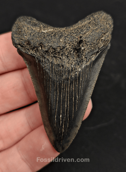 2.53" South Carolina Megalodon Tooth - Solid Specimen - Authentic Fossil Shark Tooth - Fossil Driven