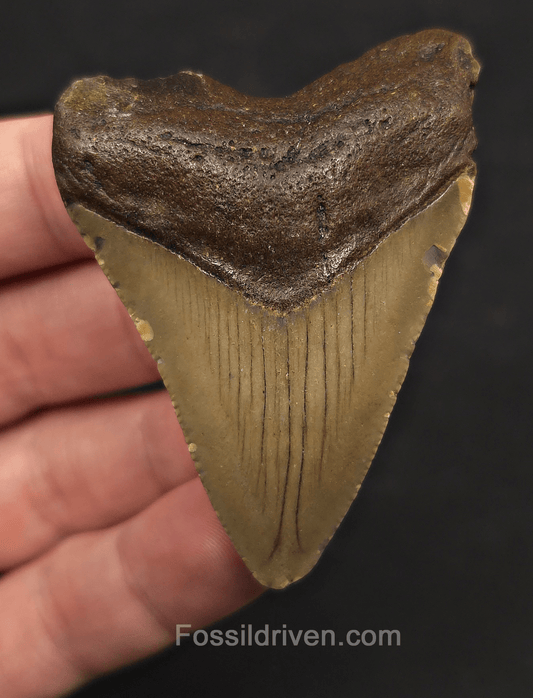 2.54" Fossil Megalodon Tooth - Meg Ledge, North Carolina | Fossil Driven - Fossil Driven