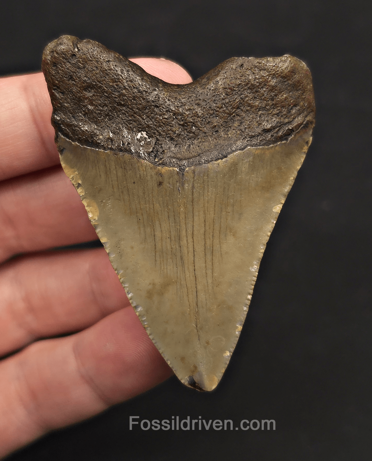 2.54" Fossil Megalodon Tooth - Meg Ledge, North Carolina | Fossil Driven - Fossil Driven