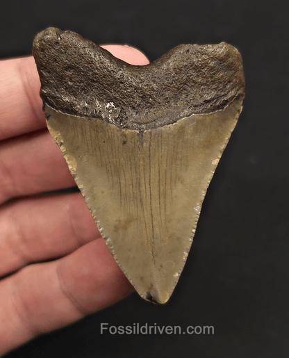 2.54" Fossil Megalodon Tooth - Meg Ledge, North Carolina | Fossil Driven - Fossil Driven
