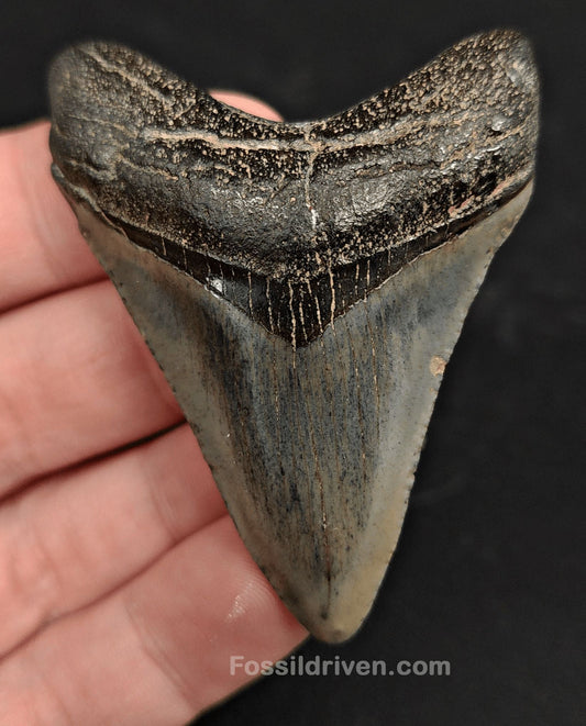 2.54" South Carolina Megalodon Tooth - Solid Specimen - Authentic Fossil Shark Tooth - Fossil Driven