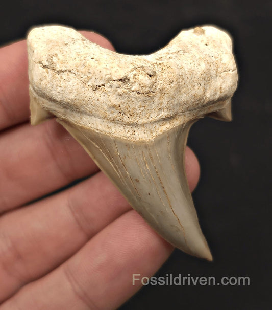2.55" Fossil Otodus obliquus Tooth - Morocco | Fossil Driven - Fossil Driven