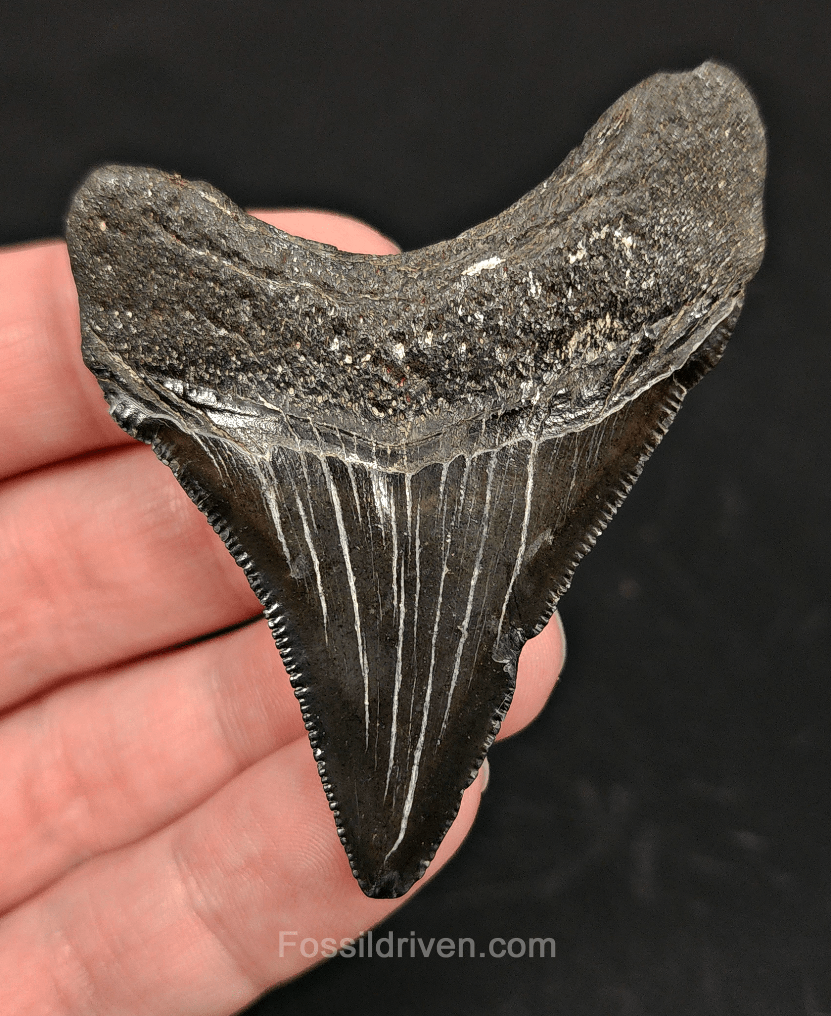 2.55" South Carolina Megalodon Tooth - Solid Specimen - Authentic Fossil Shark Tooth - Fossil Driven