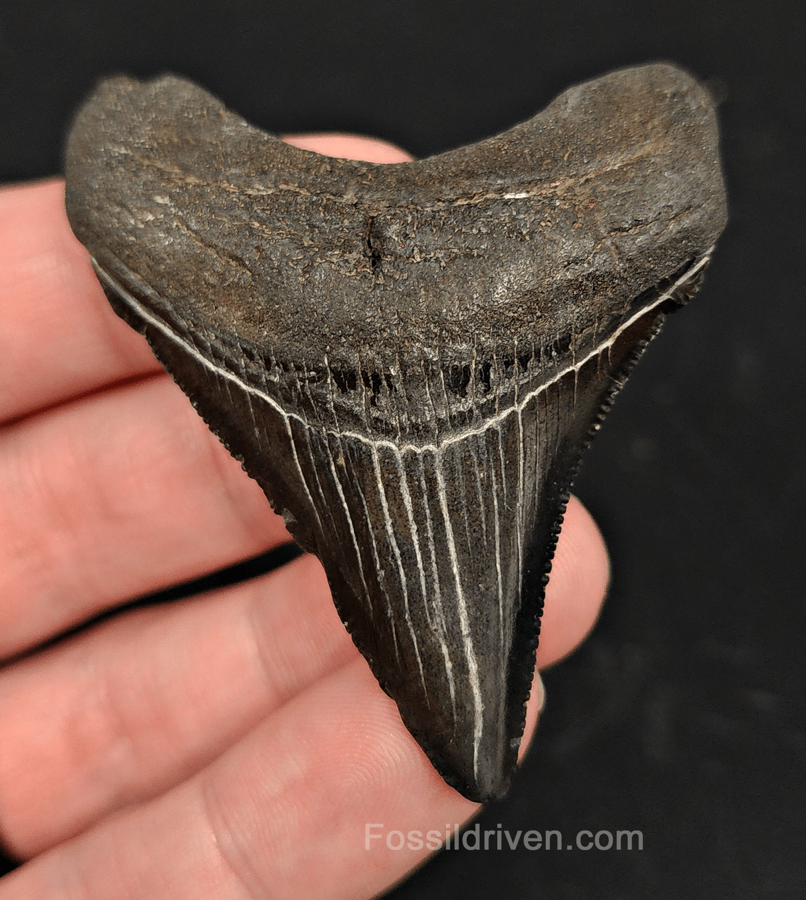 2.55" South Carolina Megalodon Tooth - Solid Specimen - Authentic Fossil Shark Tooth - Fossil Driven