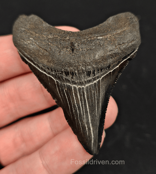 2.55" South Carolina Megalodon Tooth - Solid Specimen - Authentic Fossil Shark Tooth - Fossil Driven
