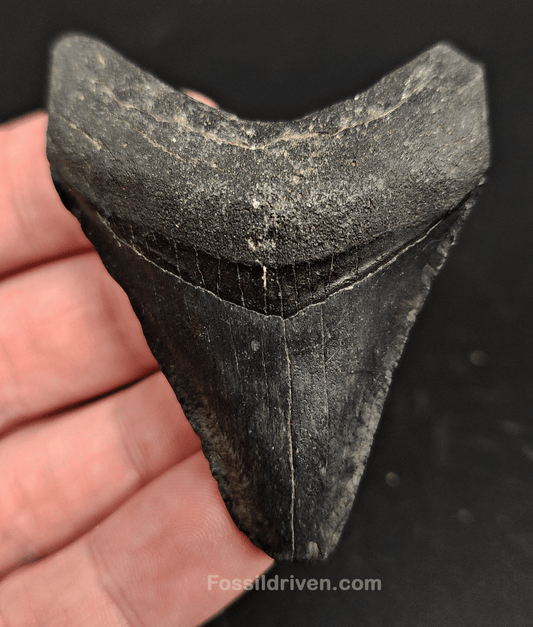 2.56" Fossil Megalodon Tooth – Authentic Fossil from Venice, Florida - Fossil Driven