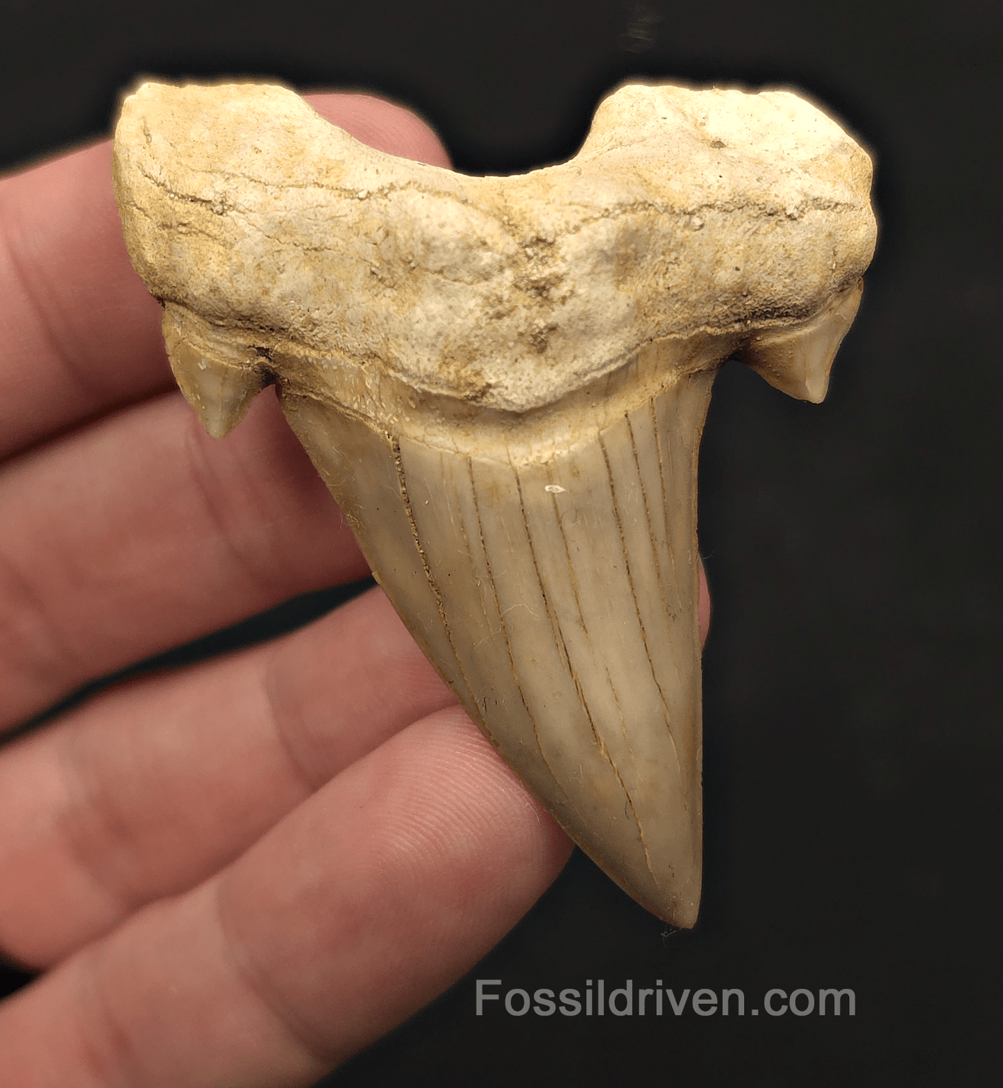 2.56" Fossil Otodus obliquus Tooth - Morocco | Fossil Driven - Fossil Driven