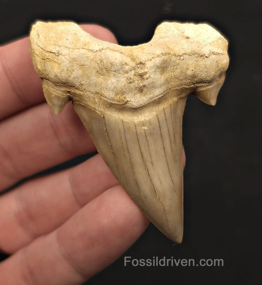 2.56" Fossil Otodus obliquus Tooth - Morocco | Fossil Driven - Fossil Driven
