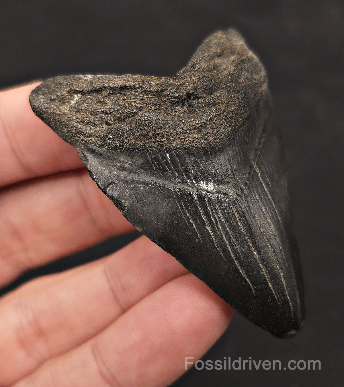 2.57" Fossil Megalodon Tooth - Charleston, South Carolina | Fossil Driven - Fossil Driven
