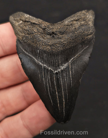 2.57" Fossil Megalodon Tooth - Charleston, South Carolina | Fossil Driven - Fossil Driven