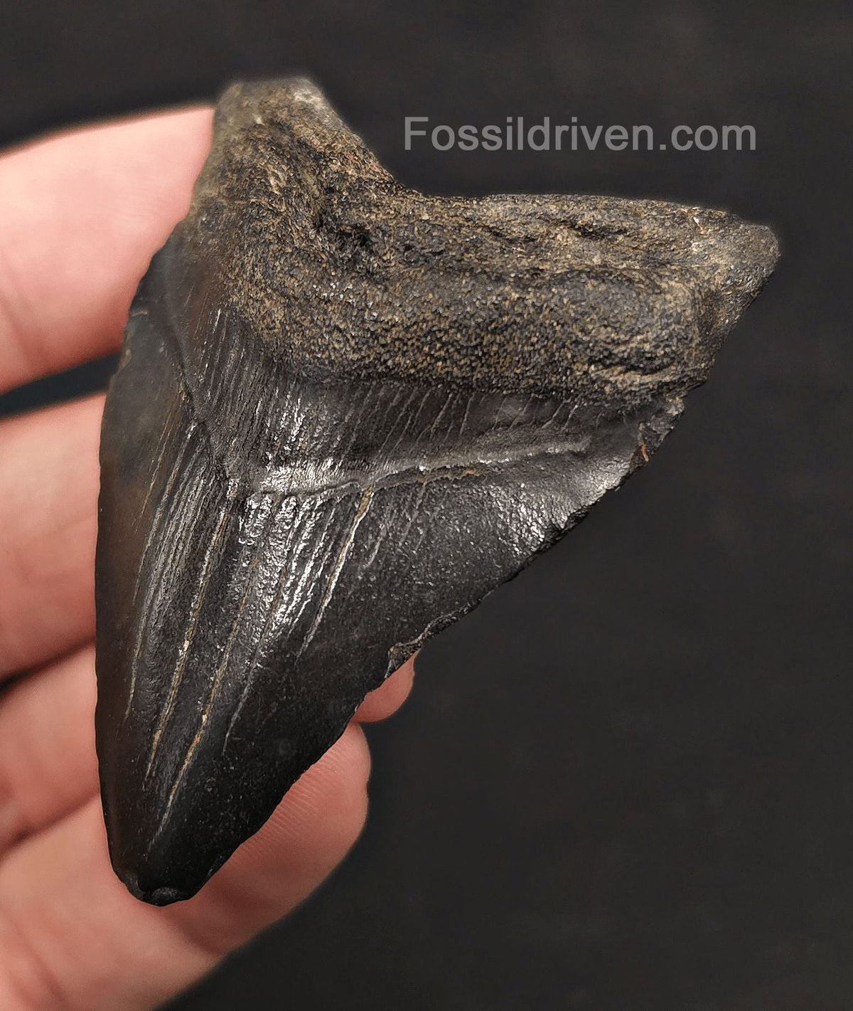 2.57" Fossil Megalodon Tooth - Charleston, South Carolina | Fossil Driven - Fossil Driven