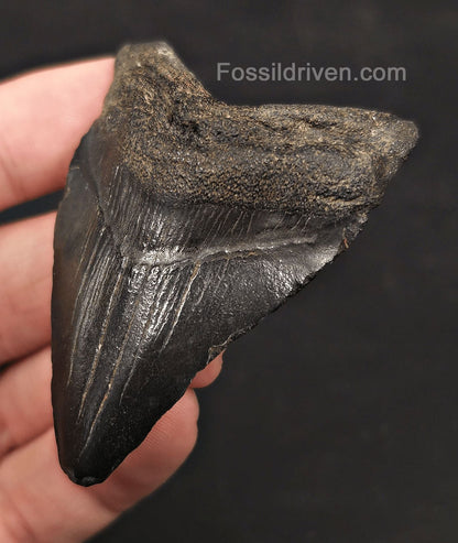 2.57" Fossil Megalodon Tooth - Charleston, South Carolina | Fossil Driven - Fossil Driven