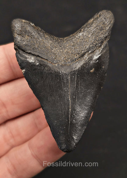 2.57" Fossil Megalodon Tooth - Charleston, South Carolina | Fossil Driven - Fossil Driven