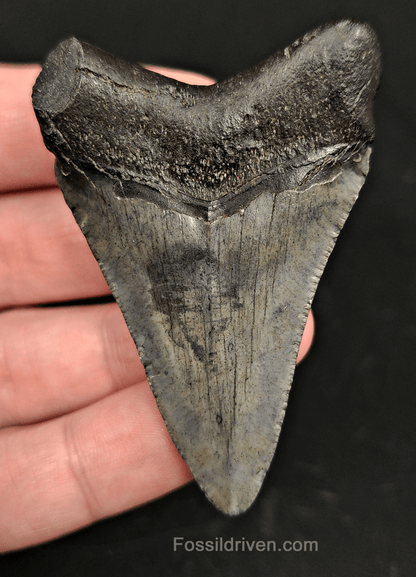 2.57" South Carolina Megalodon Tooth - Solid Specimen - Authentic Fossil Shark Tooth - Fossil Driven