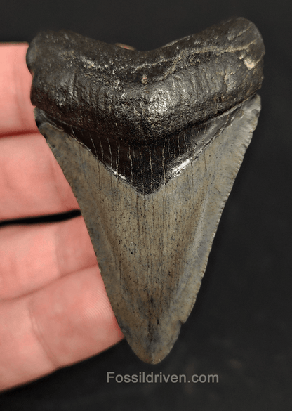 2.57" South Carolina Megalodon Tooth - Solid Specimen - Authentic Fossil Shark Tooth - Fossil Driven