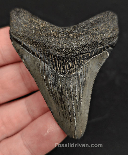 2.58" South Carolina Megalodon Tooth - Solid Specimen - Authentic Fossil Shark Tooth - Fossil Driven