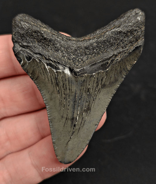 2.58" South Carolina Megalodon Tooth - Solid Specimen - Authentic Fossil Shark Tooth - Fossil Driven