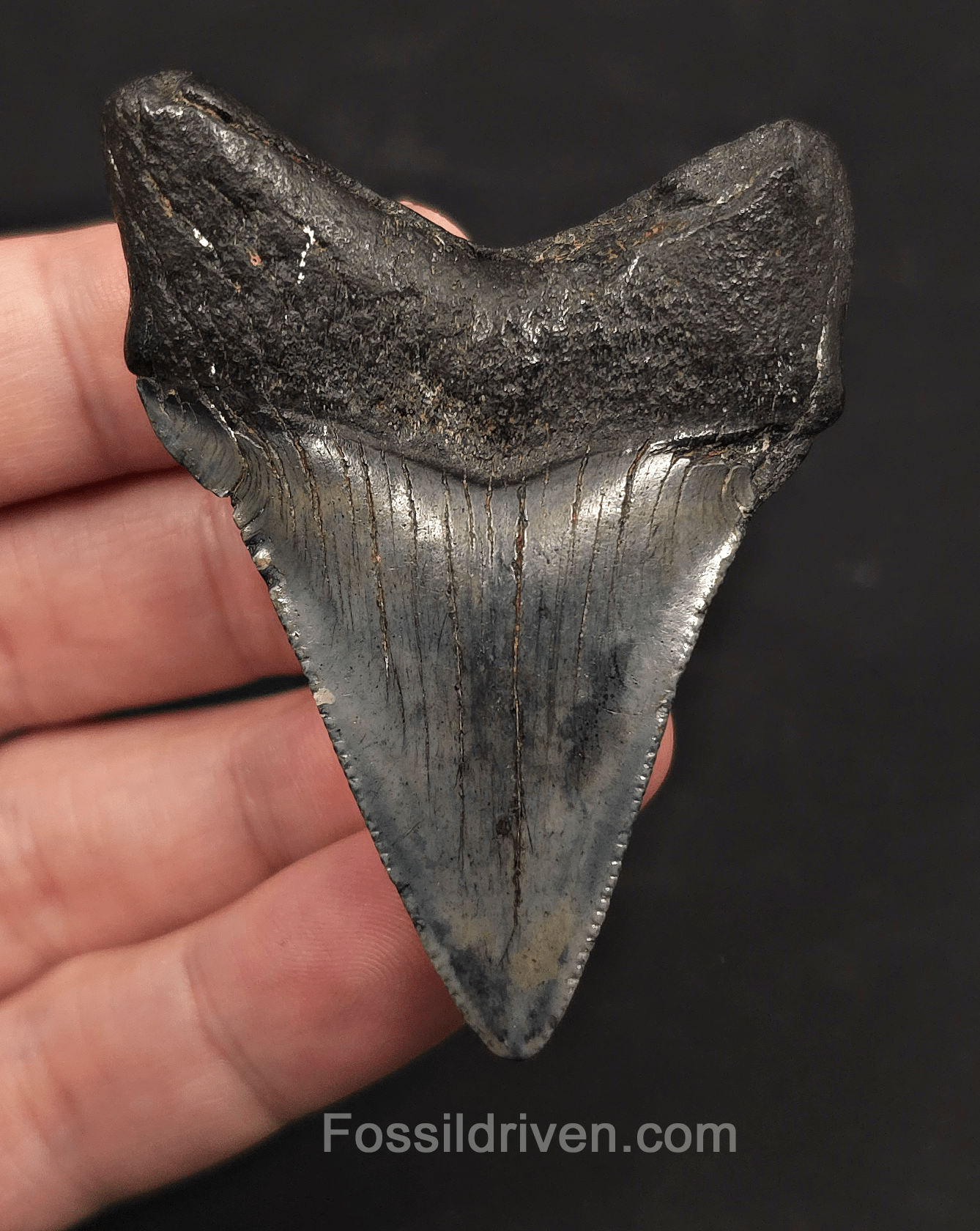 2.59" Fossil Megalodon Tooth - Charleston, South Carolina | Fossil Driven - Fossil Driven