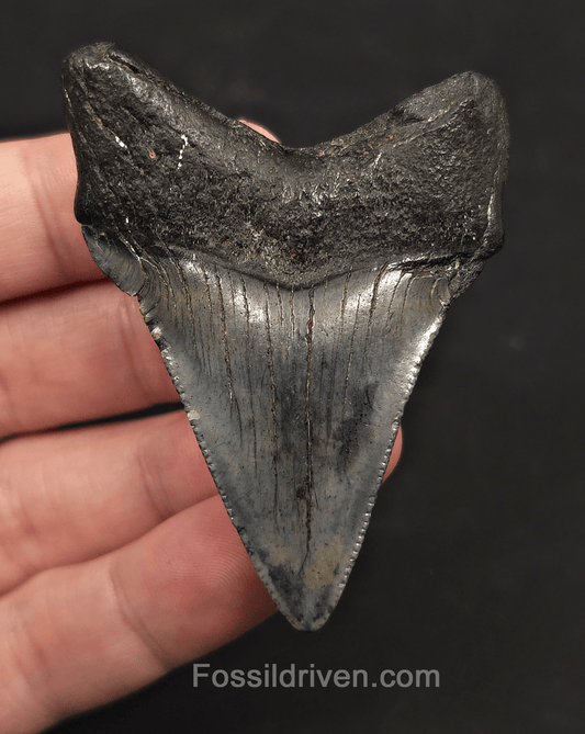 2.59" Fossil Megalodon Tooth - Charleston, South Carolina | Fossil Driven - Fossil Driven