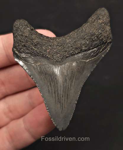 2.59" Fossil Megalodon Tooth - Charleston, South Carolina | Fossil Driven - Fossil Driven