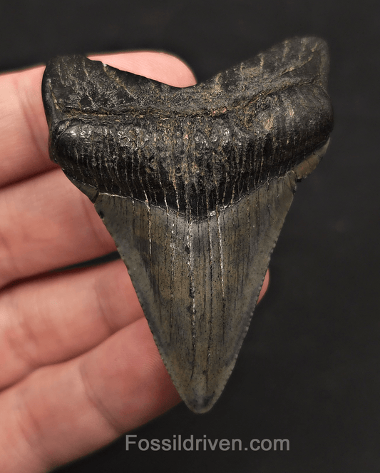 2.59" Fossil Megalodon Tooth - Charleston, South Carolina | Fossil Driven - Fossil Driven